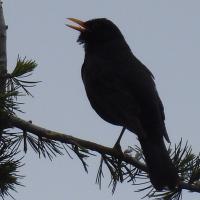 Amsel