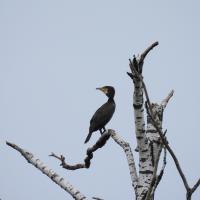 Kormoran