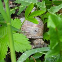 Weinbergschnecke