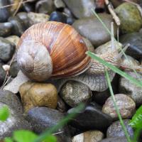 Weinbergschnecke