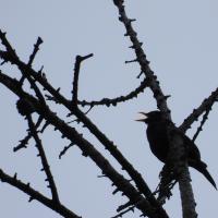 Amsel