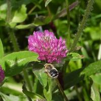 Wiesenhummel