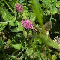 Wiesenhummel