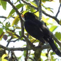 Amsel