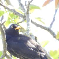 Amsel