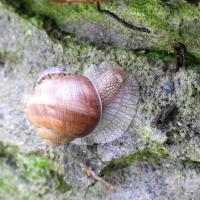 Weinbergschnecke