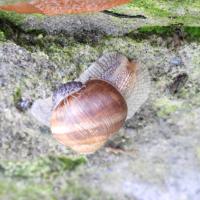 Weinbergschnecke