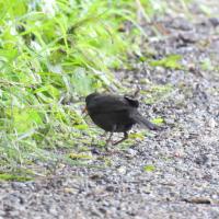 Amsel