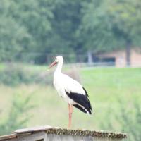 Weissstorch