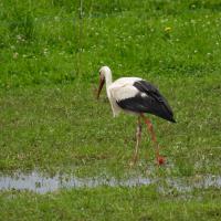 Weissstorch