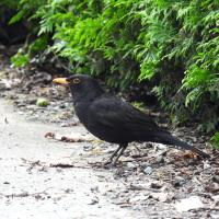 Amsel