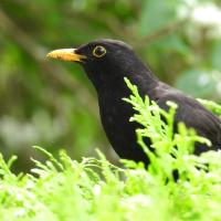 Amsel