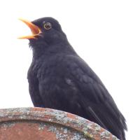 Amsel