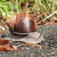 Weinbergschnecke