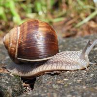 Weinbergschnecke