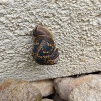 Gefleckte Weinbergschnecke