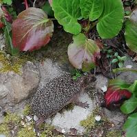 Igel