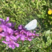 Schmetterling