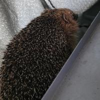 Igel