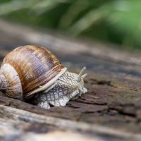 escargot de Bourgogne