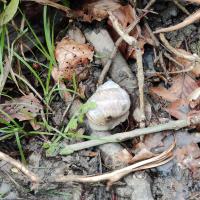 escargot de Bourgogne