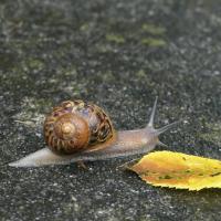 Gefleckte Weinbergschnecke