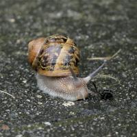 Gefleckte Weinbergschnecke