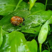 Schnecke - noch zu bestimmen