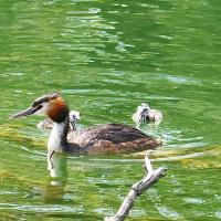 Grebe