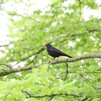 Amsel