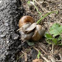 Weinbergschnecke