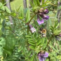 Ackerhummel 