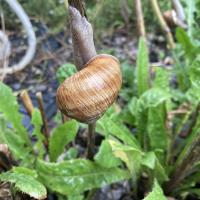 Weinbergschnecke