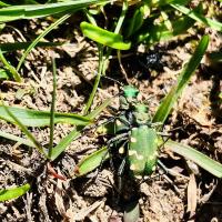 Gallischer Sandlaufkäfer, Cicindela gallica