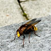 Hornissenschwebefliege, Volucella zonaria