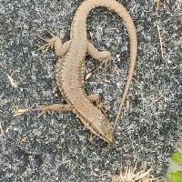 Lézard 