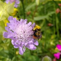 Wiesenhummel