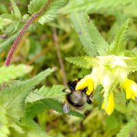 Dunkle Erdhummel 