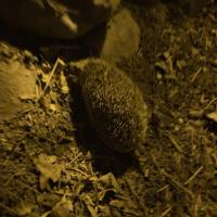 Igel