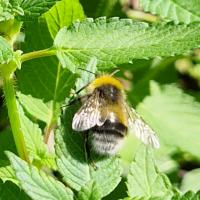 Baumhummel