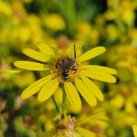 Furchenbienen