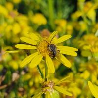 Furchenbienen