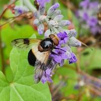 Gemeine Hummel-Schwebfliege (Volucella pellucens)