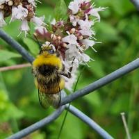 Hellgelbe Erdhummel