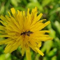 Gemeine Schenkelkäfer (Oedemera femorata)