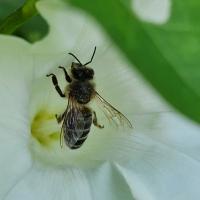 Dunkle Euro. Biene (Apis mellifera mellifera)