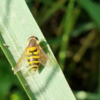 Gemeine Garten-Schwebfliege (Syrphus ribesii)