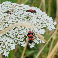 Gemeine Bienenkäfer (Trichodes apiarius)