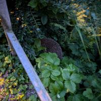 Igel 