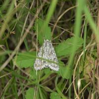 Schmetterling